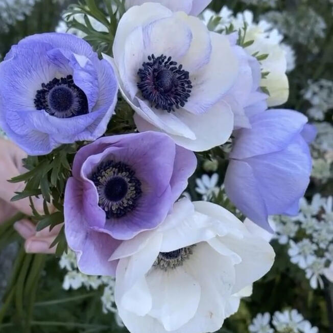 Anemone