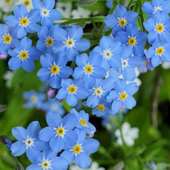 Forget-me-not