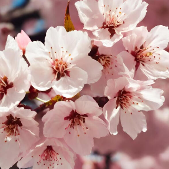 Cherry Blossom