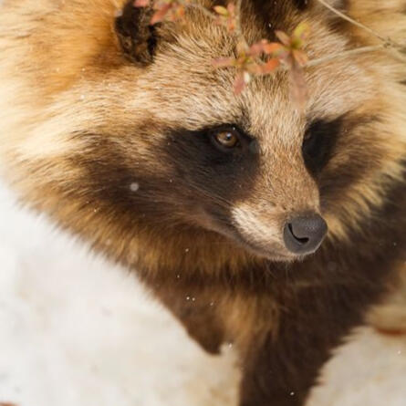 Tanuki